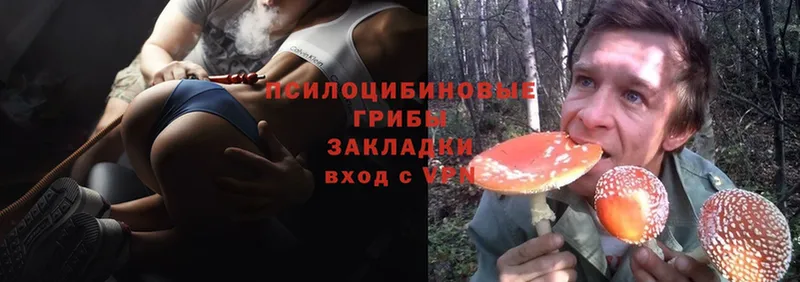 Галлюциногенные грибы Psilocybe  Югорск 